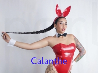 Calanthe