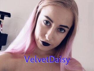 VelvetDaisy